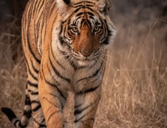 kartik-iyer-wKAJegIv7sk-unsplash